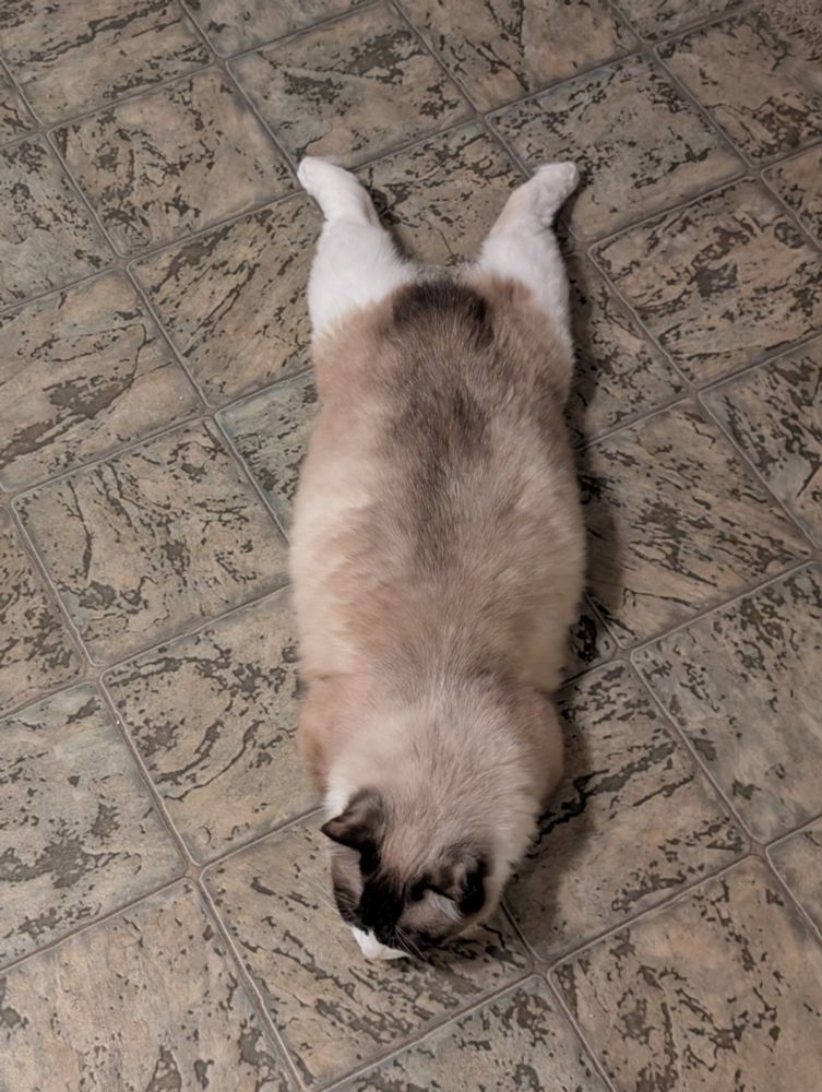 a ragdoll man's cat lying on his stomach with his back legs extended parallel to each other. since his back legs are white and fluffy they look like fins.