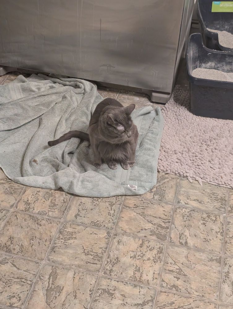 a gray cat sitting really weirdly with her back paws under her and her front paws beside them. she looks like she's squatting.