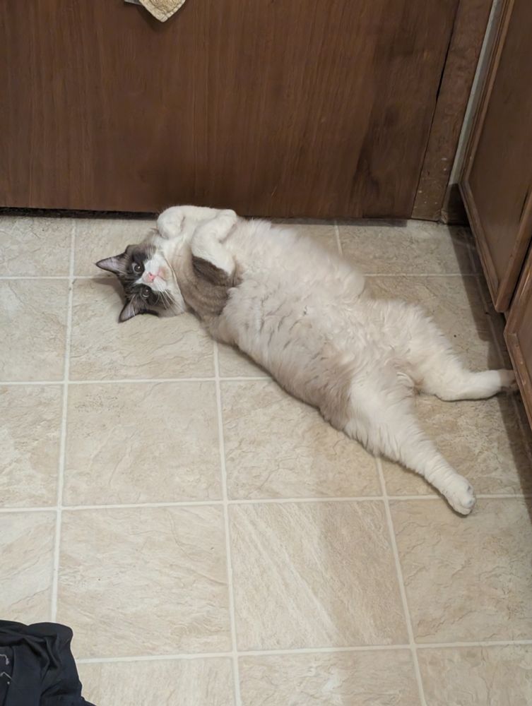 a ragdoll Manx cat lying on his back with his back legs splayed and his front paws tucked in. he's looking at the camera sideways from the floor.
