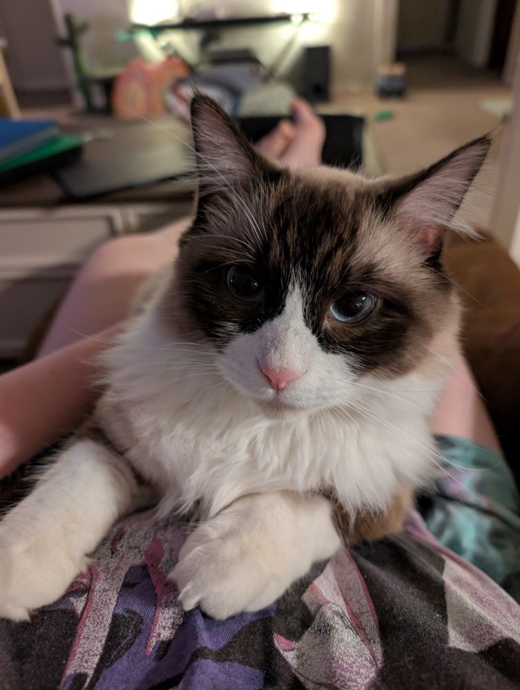 a fluffy brown and white cat with blue eyes lays on my stomach facing me. his eyes are very dilated and very soft, and filled with affection.