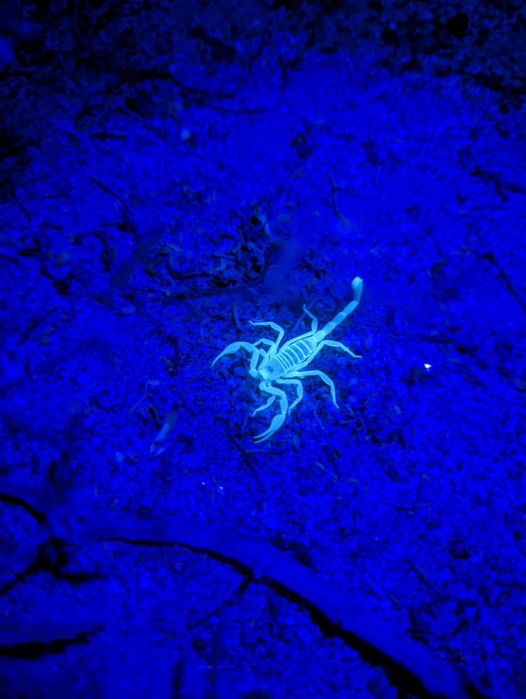 A scorpion glowing under UV light. Its eyes appear as dark spots very close together, giving it a cute expression that makes me laugh