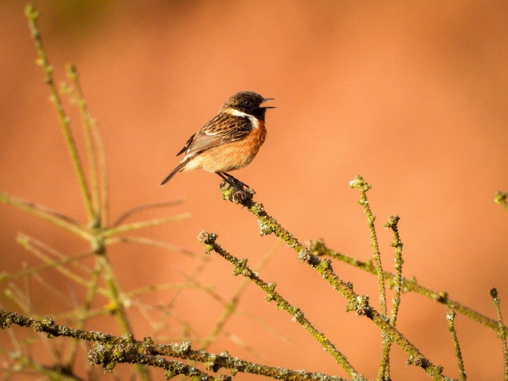 Male Stonechat in the early morning sunrise 