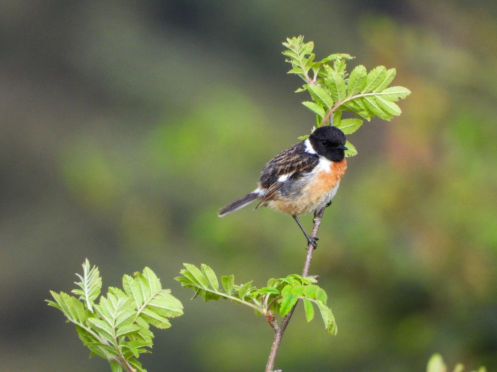 Male  stonechat on a leafy branch