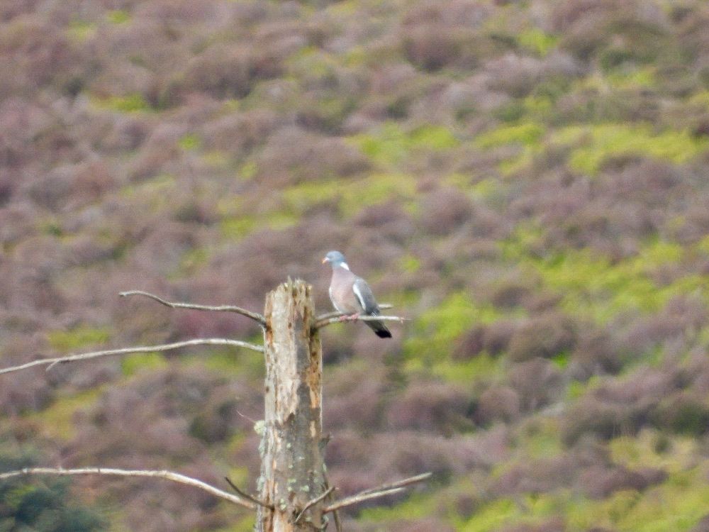 An imposter, a wood pigeons, appeared to be a cuckoo from a great distance 🤣