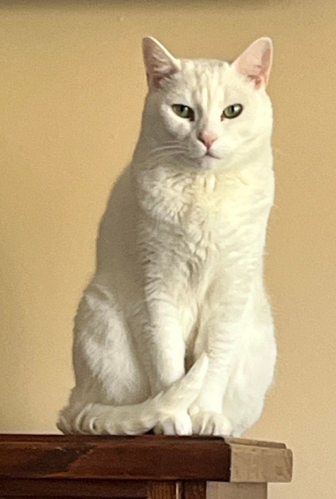 Bonaparte squeakers a white cat on top of a dresser, staring at me with contempt. 