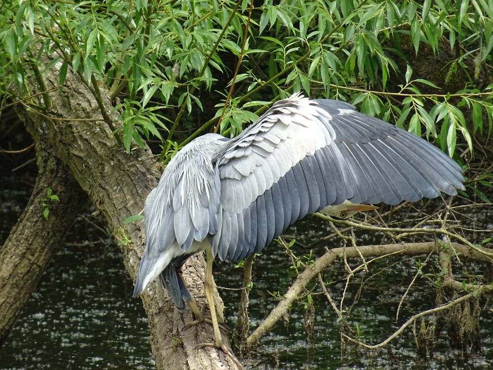 A heron stands on a branch over a river with one wing extended and its head peeking out upside-down beneath it.