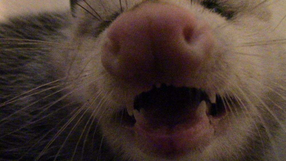 An opossum all up in ya face.