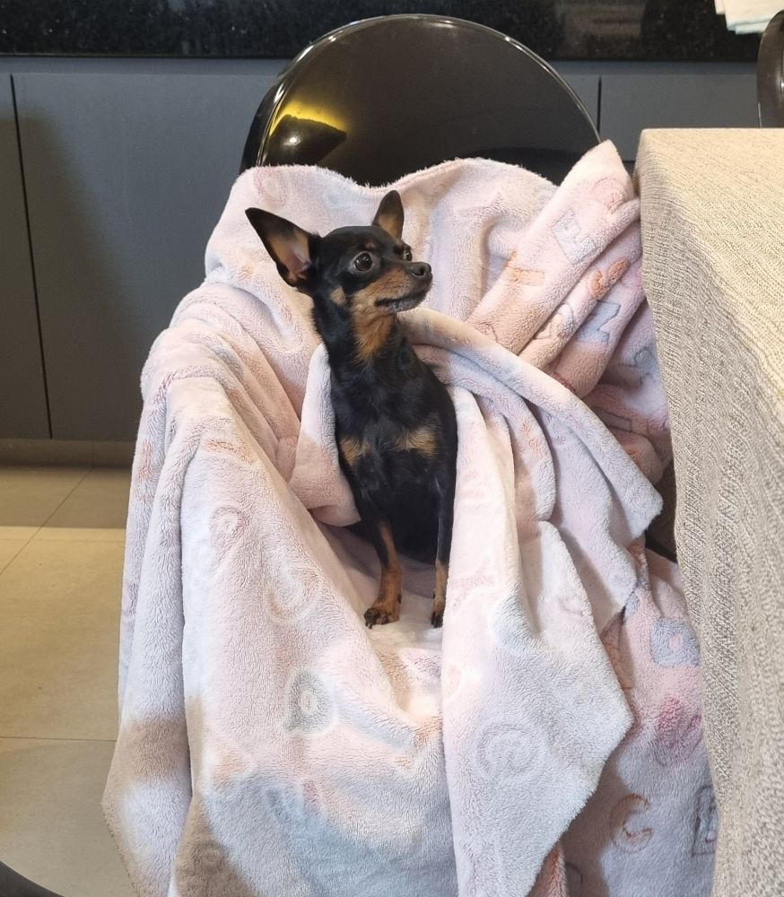 Cachorrinha pinscher preta com detalhes caramelo nas patas, orelhas, peito e bochechas. 