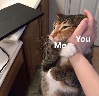 cat holding a human hand to its face