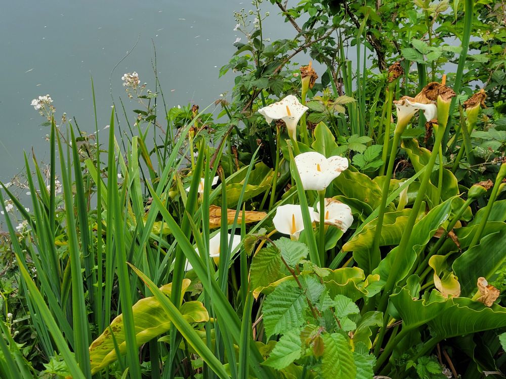 Some White Calla Lilly plants on the bank of a pond in Golden Gate Park
