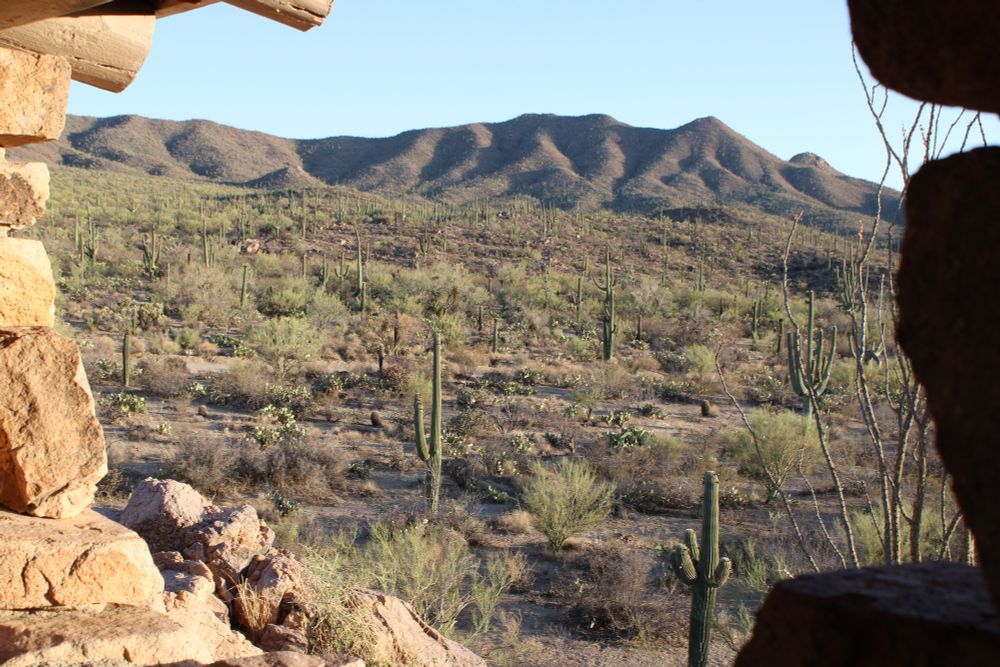 A view of the Arizona Sonora desert inside Saguaro National Park West, near Tucson, AZ. A field of Saguaro cacti and other desert plants are visible, with mountains in the background. Stone rocks, part of a park hut for visitors, surround the periphery of the image.