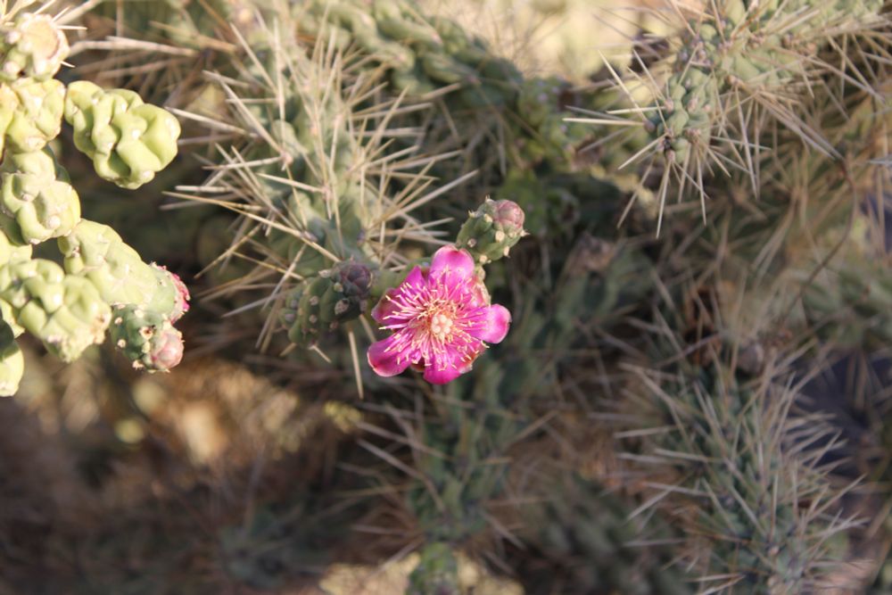 A close up picture of a pink budded flower on a Jumping Cholla cactus.