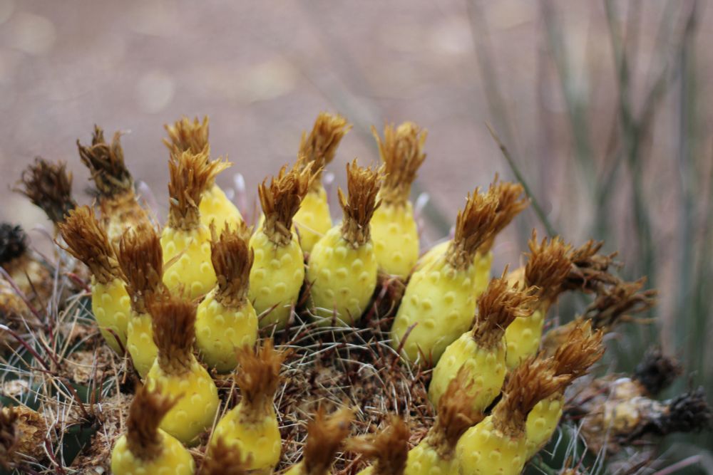 A close up of fruit on a Barrel Cactus.