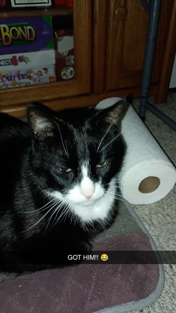 Tuxedo cat looking at the camera