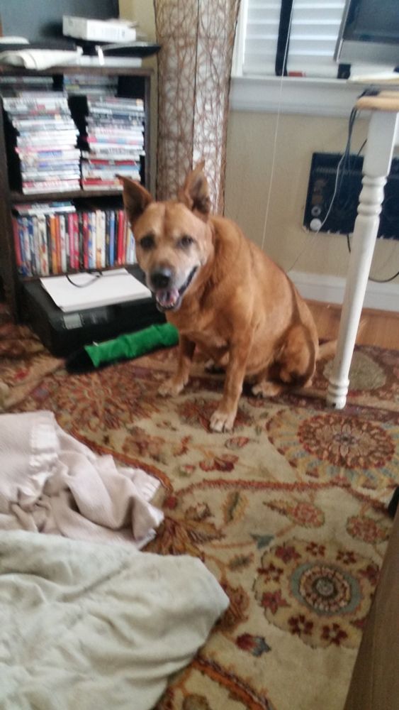 Nia the dog looking happy