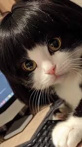 A picture of a cat wearing a wig with bangs