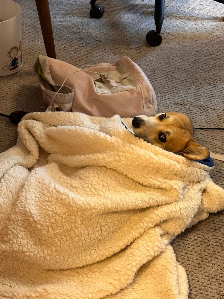 Corgi sleeping under a blanket