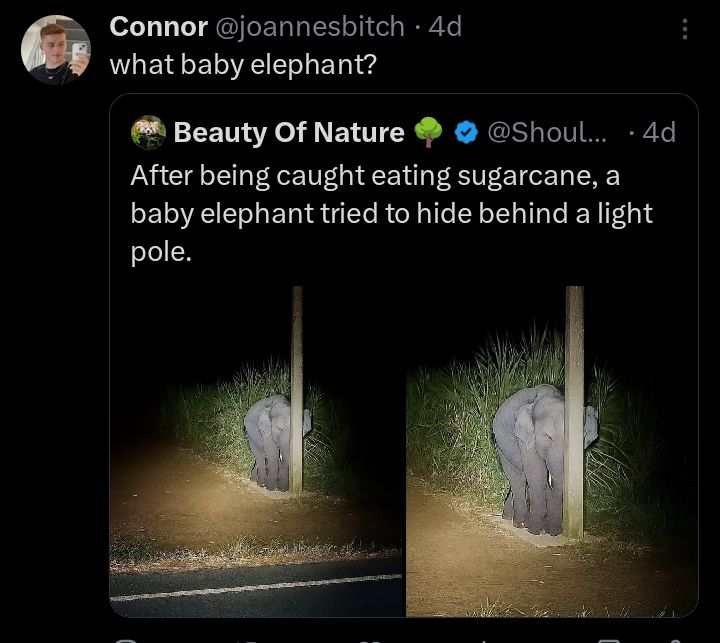 A foto mostra um bebê elefante se escondendo atrás de um poste obviamente mais fino que ele, e o comentário pergunta: que bebê elefante?