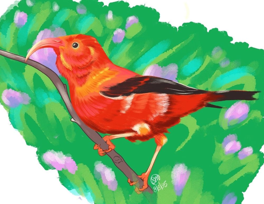 A bright red bird with black wings and tail. It has a distinctly curved beak.