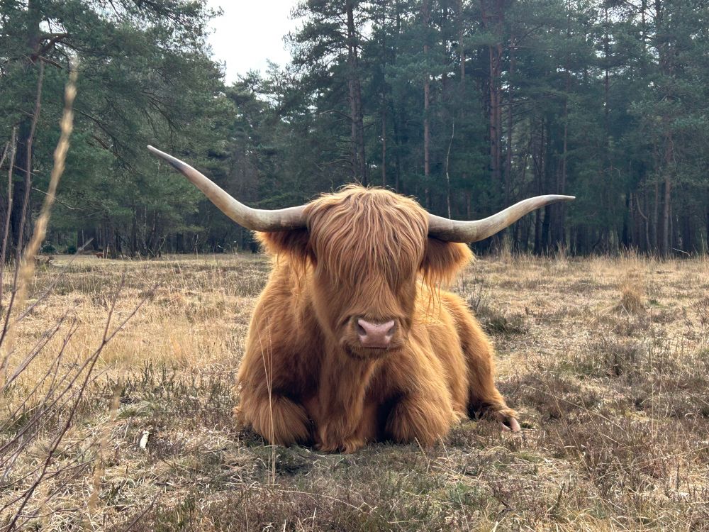A highland cow, red with hair drooping over its eyes, with large horns, sitting on brown, dried grass, directly facing the camera. Some distance behind it pine woods.