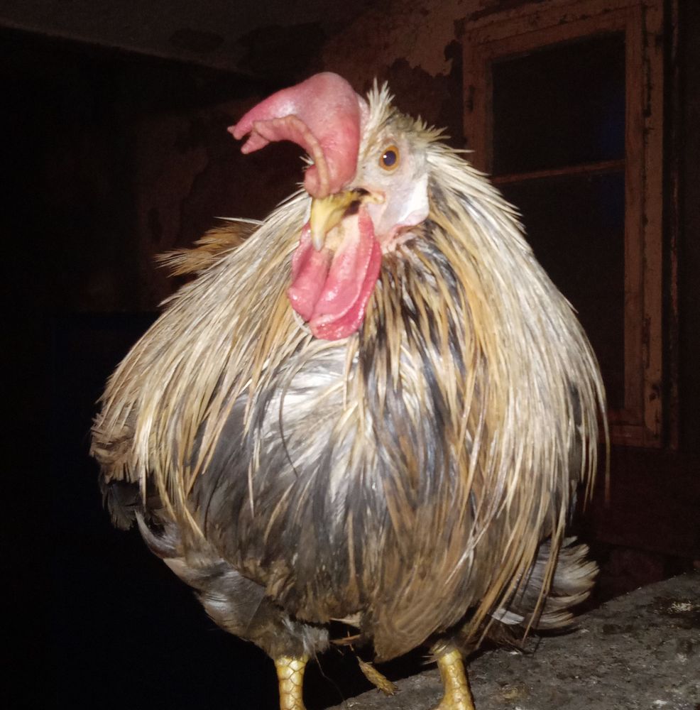 Feuchtes, müffelndes, schmutziges Hähnchen.