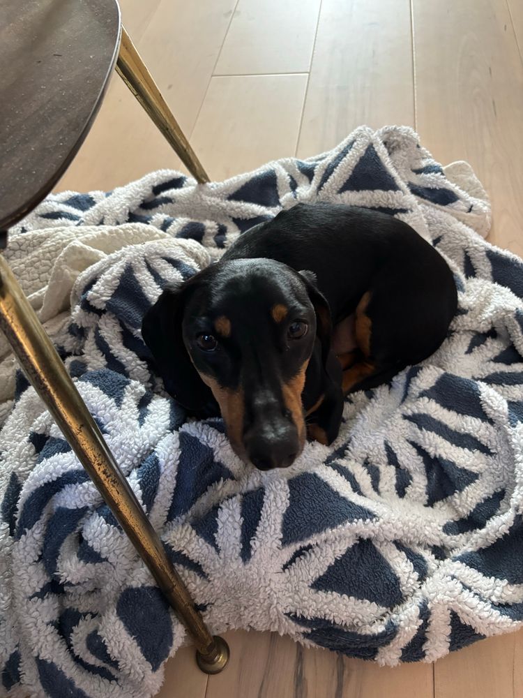 Kal the Dachshund on a blankie tucked under an end table