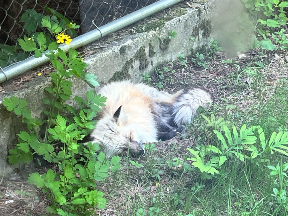 Photo of a fox sleeping