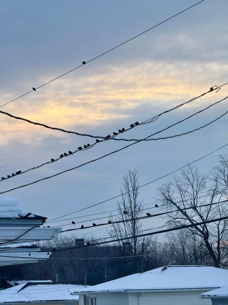Birds on the telephone wires at sunrise