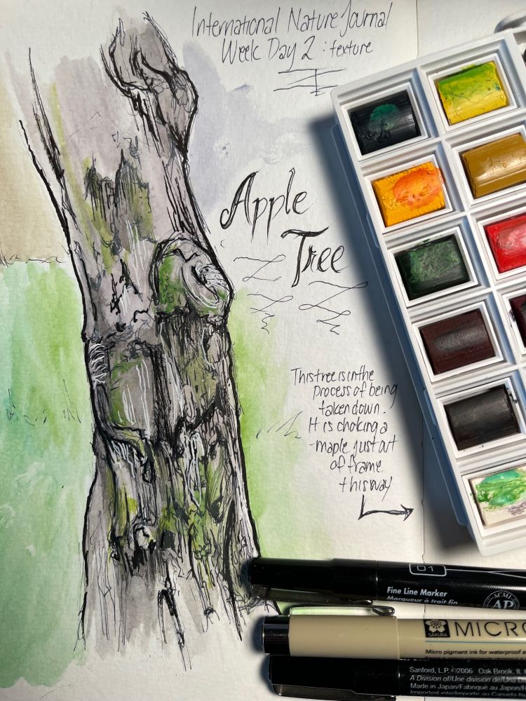 Pen and watercolor illustration of the gnarled trunk of an apple tree. Paints and pens sit on the page to the right.