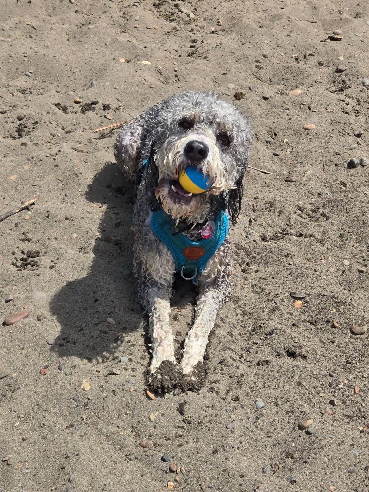Leo the bernadoodle in settle position on the sandy beach with a blue and yellow ball in his mouth bc that's the one that floats, it's easy to see, and all dogs support Ukraine. 
