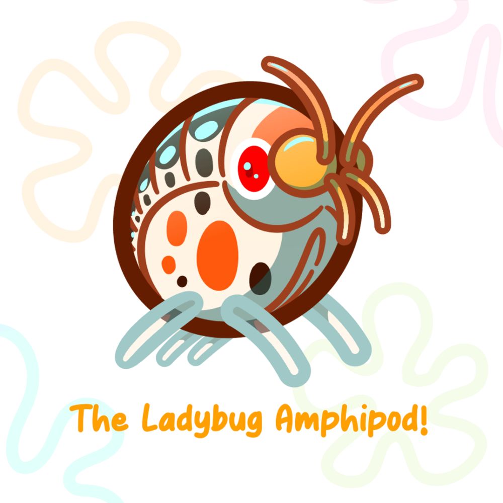 Illustration of the ladybug Amphipod, a round Candy like crustacean with big red eyes and black and orange stripes.