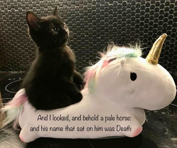 black kitten riding a white (stuffed) unicorn 

“And I looked, and behold a pale horse and his name that sat on him was death”