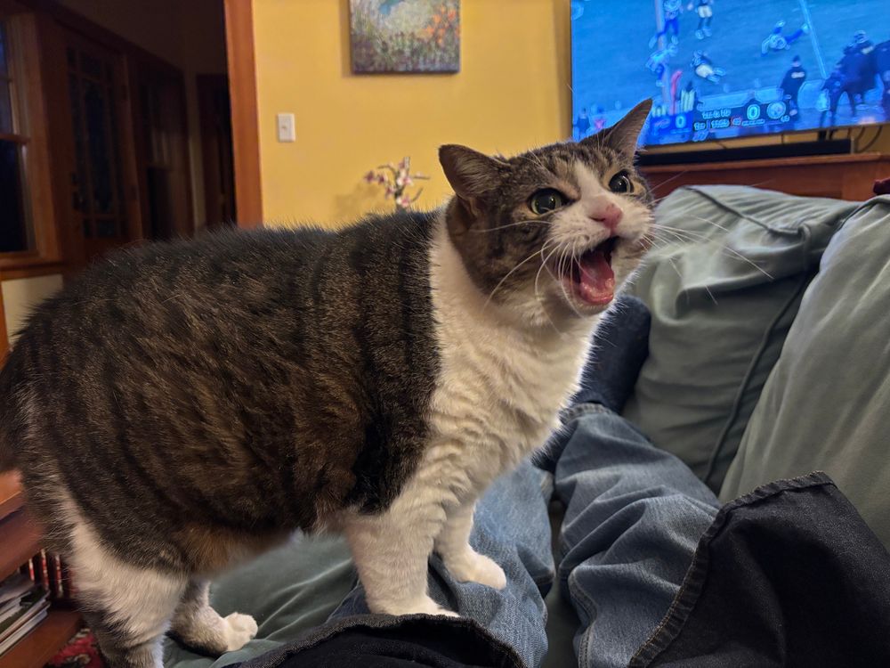 My cat, Iris, has her mouth wide open as if she is yelling at someone. 