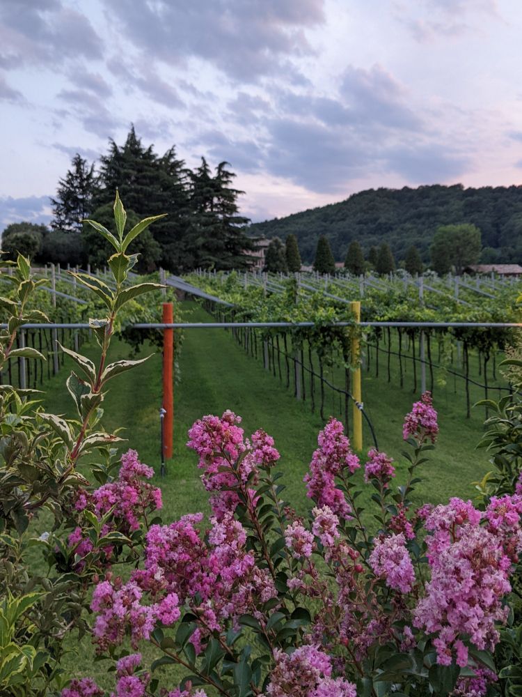 vineyard | flowers | dusk | Italy