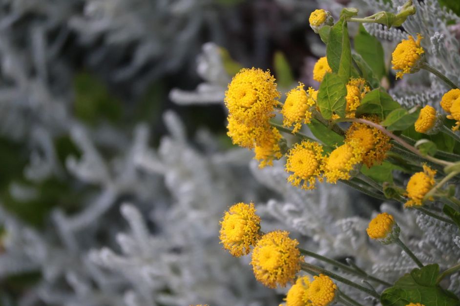 Kleine gelbe, knopfartige Blüten mit kleinen grünen Blättern im Vordergrund und mit silbrig-weißen Blättern im teils verschwommenen Hintergrund;