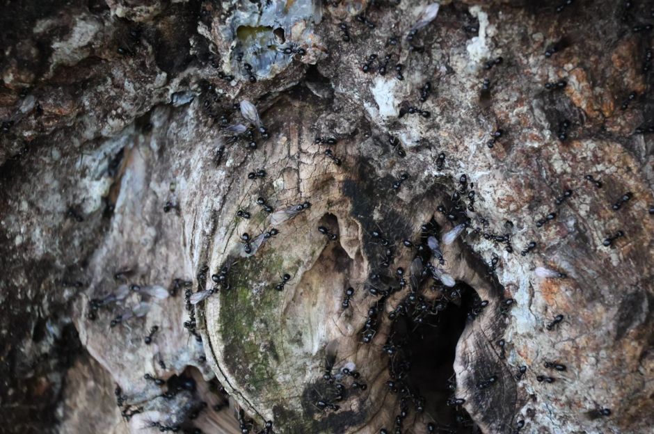 Viele dunkle Ameisen krabbeln an einem Baumstamm um eine Öffnung herum 