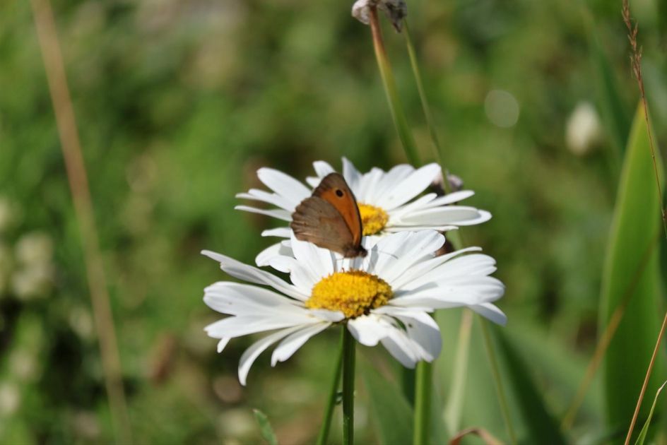 Ein kleiner bräunlicher Schmetterling, der auf einer wunderschönen Margerite mit klaren weißen Blütenblättern und gelber Mitte sowie viel Grün im künstlerisch unscharfen Hintergrund gelandet ist;