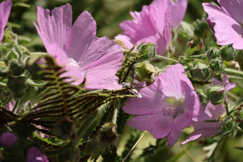 Nahaufnahme magentafarbener Blüten an einem dunkelgrünen Busch, wobei die Hauptblüte im Fokus zum Himmel zeigt, während das Sonnenlicht direkt darauf scheint.