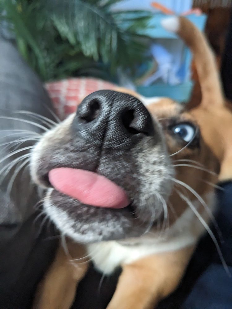 Red heeler's nose close to the camera with their tongue sticking out