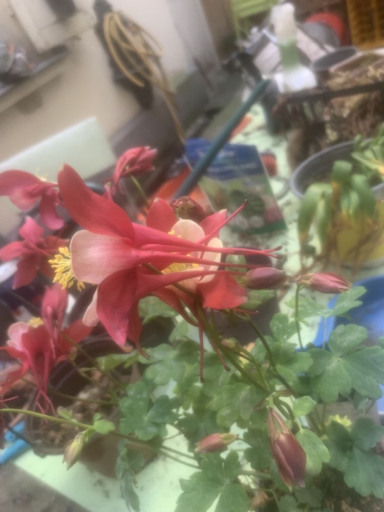 L’arrière de la même fleur. Les pétales blancs se prolongent en glissant entre les pétales rouges une longue queue effilée, rouge aussi, quasiment perpendiculaire à la tige de la plante. 