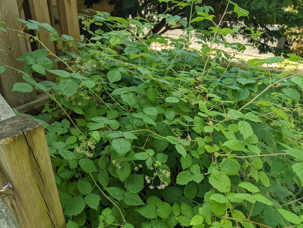 Fresh raspberry plants slowly getting close to fruiting.