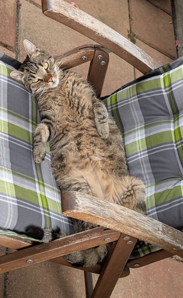 Kater auf Stuhl liegend