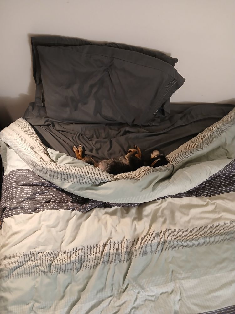 a smol dachshund-mix mix lying horizontally DIRECTLY in front of the pillows
