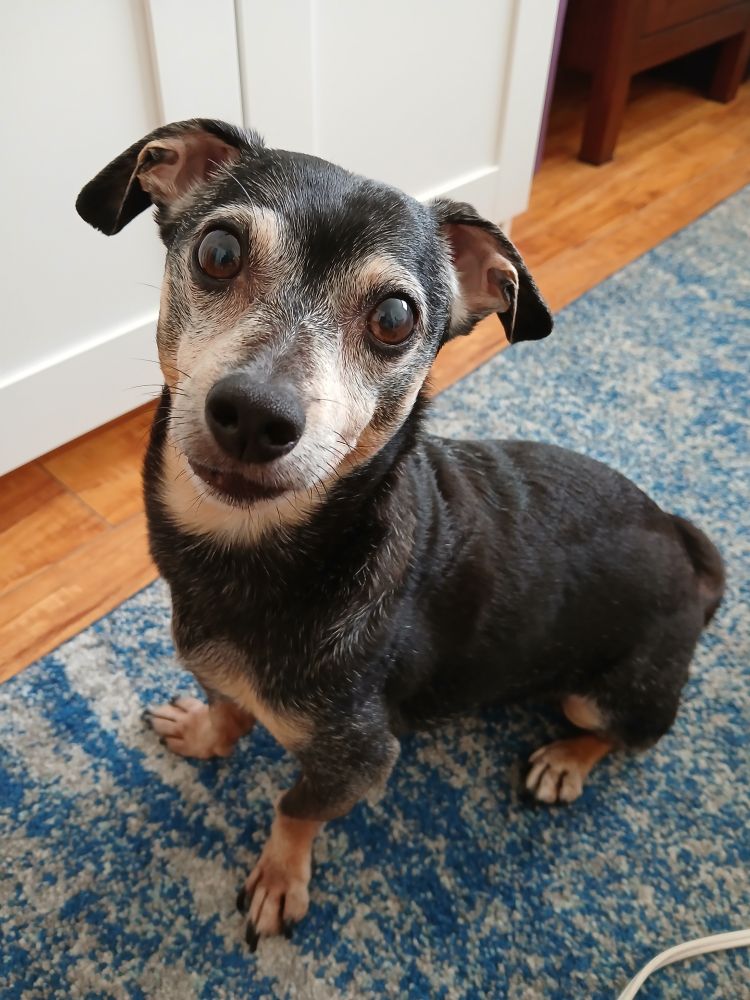 My son, who is a smol dachshund-mix, sitting on a rug and looking at the camera