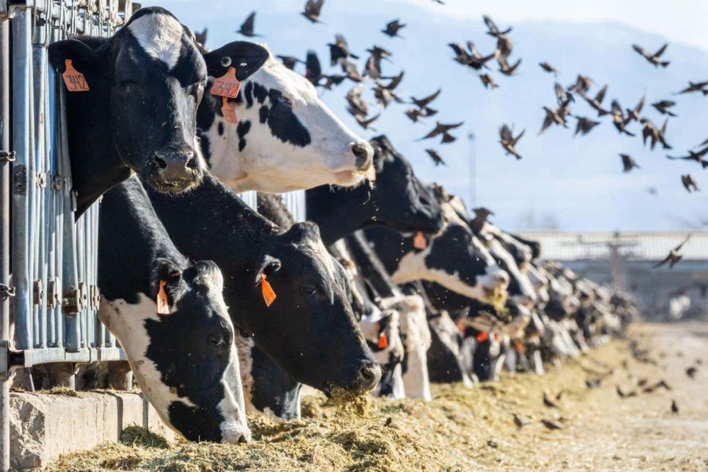 How a US agriculture agency became key in the fight against bird flu