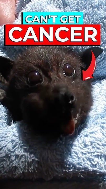 Scientists Discover Why Bats Don't Get Cancer