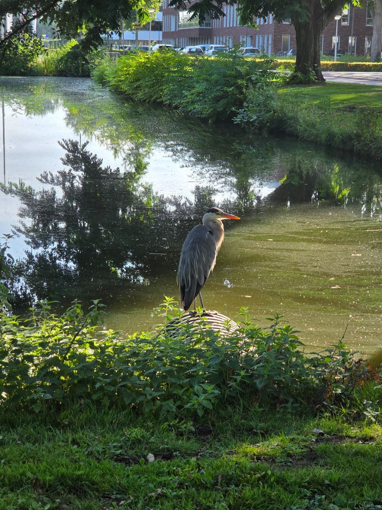 Reiger in de zon op de rand van de sloot