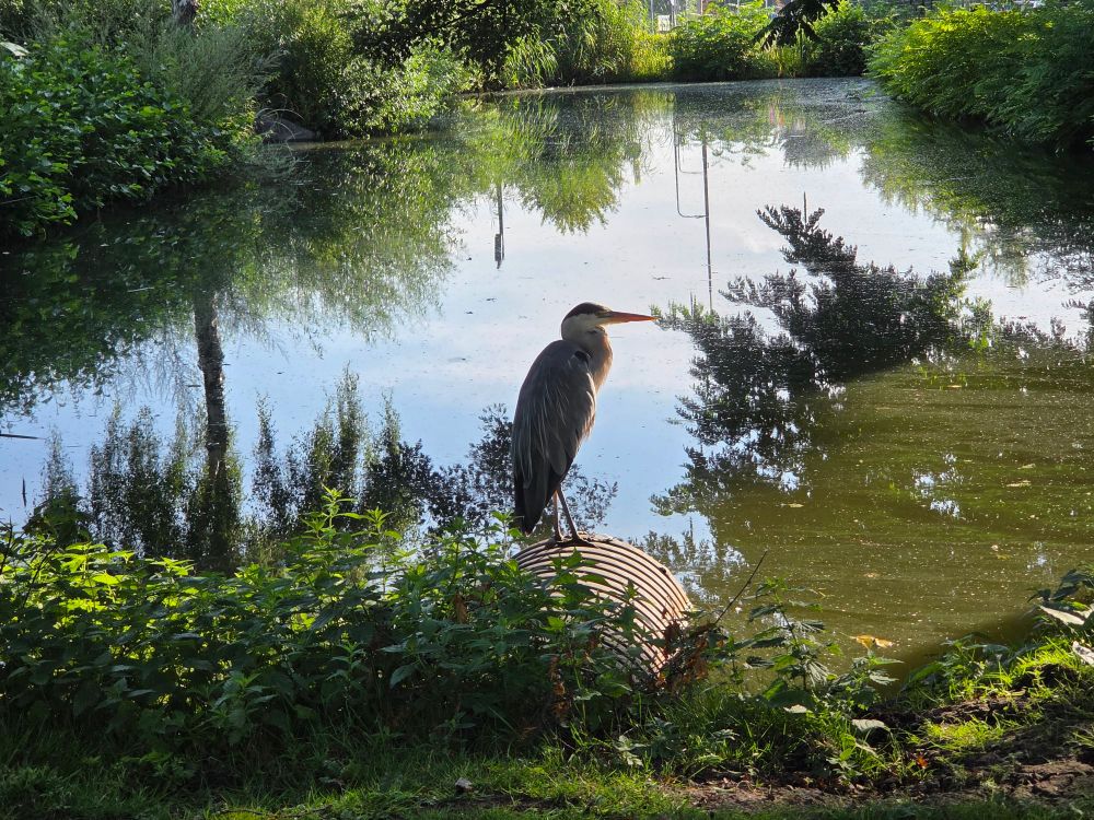 Reiger in de zon op de afvoerbuis aan de rand van de sloot 