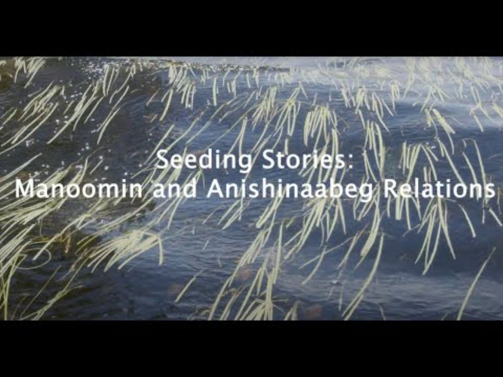 Seeding Stories Manoomin and Anishinaabeg Relations