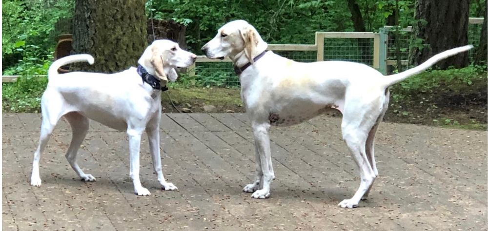 Two beautiful Porcelaine hounds stand facing each other playfully on a wooden deck in a tree-filled yard. One dog (the male) is slightly larger than the other (the female). They have short cream-colored fur with subtle caramel spotting. 